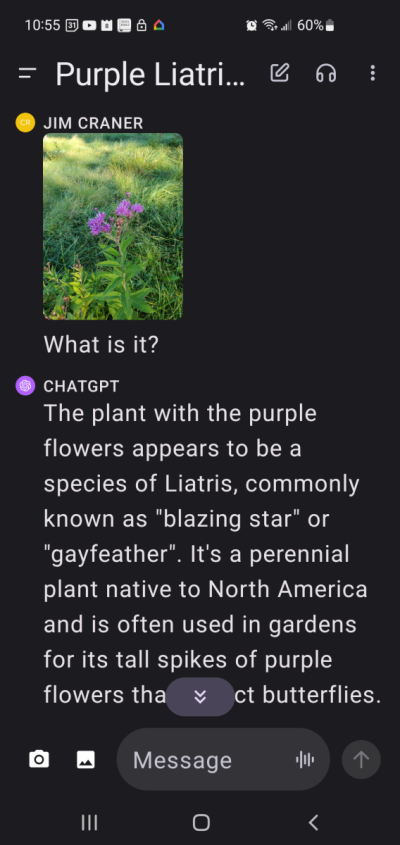 screenshot of a mobile interface of ChatGPT. The user has submitted a photo of a purple wildflower and asked "what is it?" The chatbot has responded: "The plant with the purple flowers appears to be a species of Liatris, commonly known as "blazing star" or "gayfeather". It's a perennial plant native to North America and is often used in gardens for its tall spikes of purple flowers that attract butterflies."